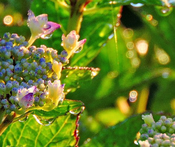 雨上がりの紫陽花