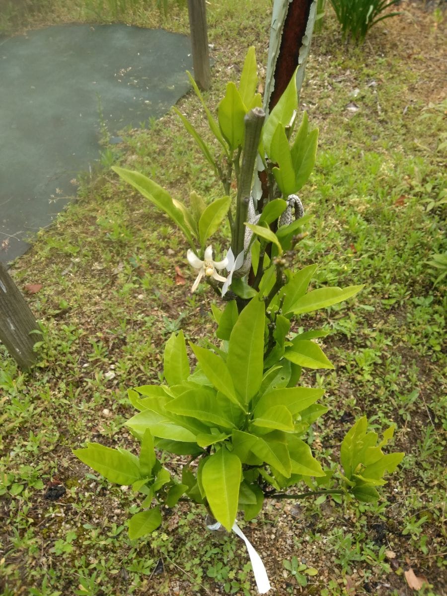 柑橘類の花　その13