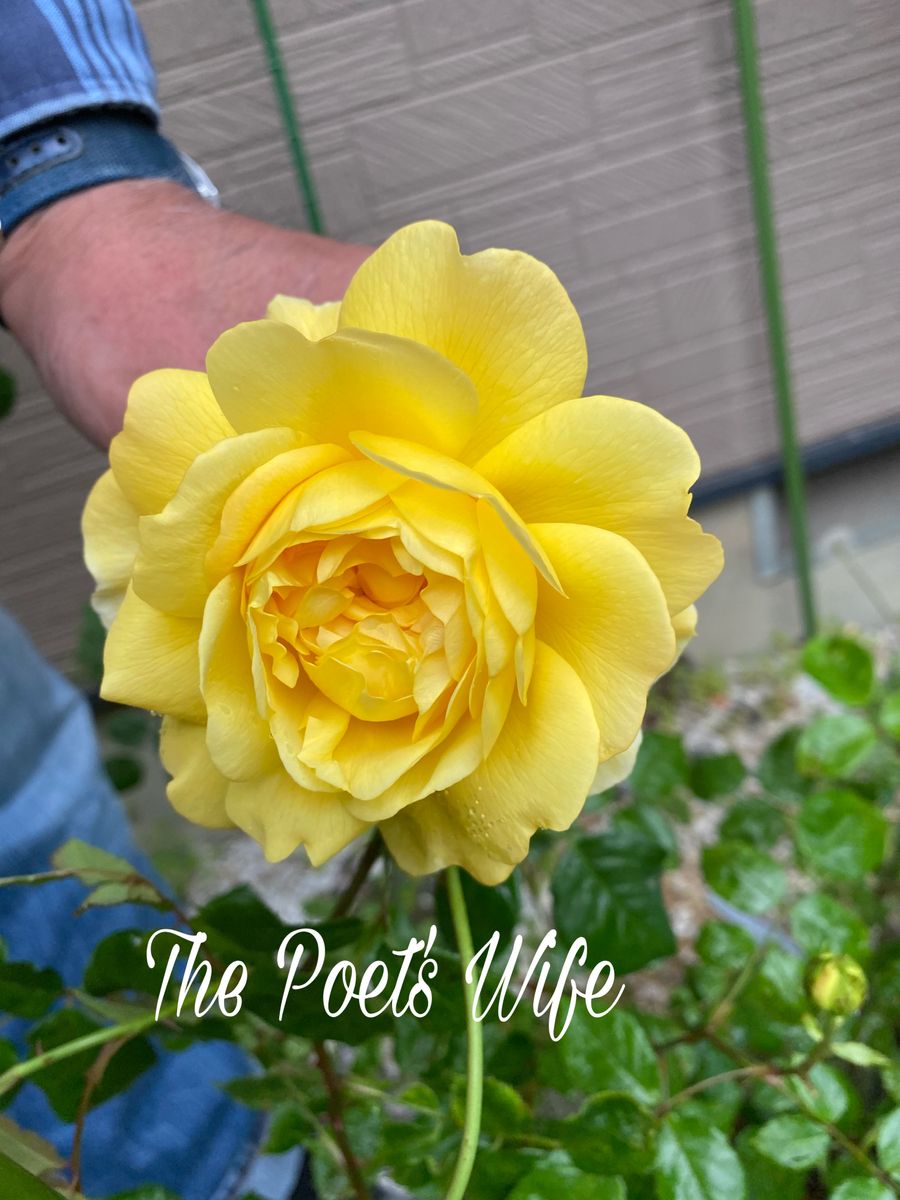 🌹 Mme Hardy　The Poet's Wifeが開花する❗️