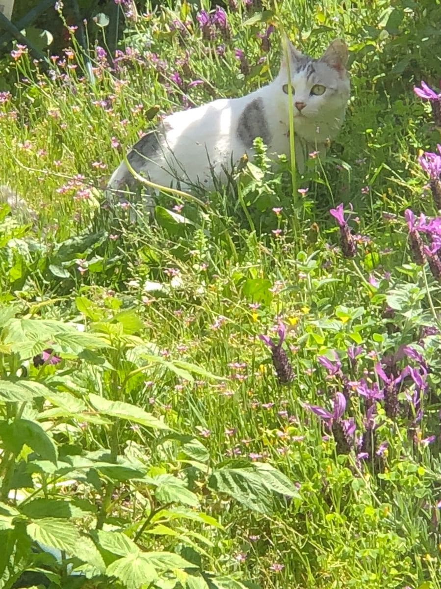 かわい子ちゃん🐈