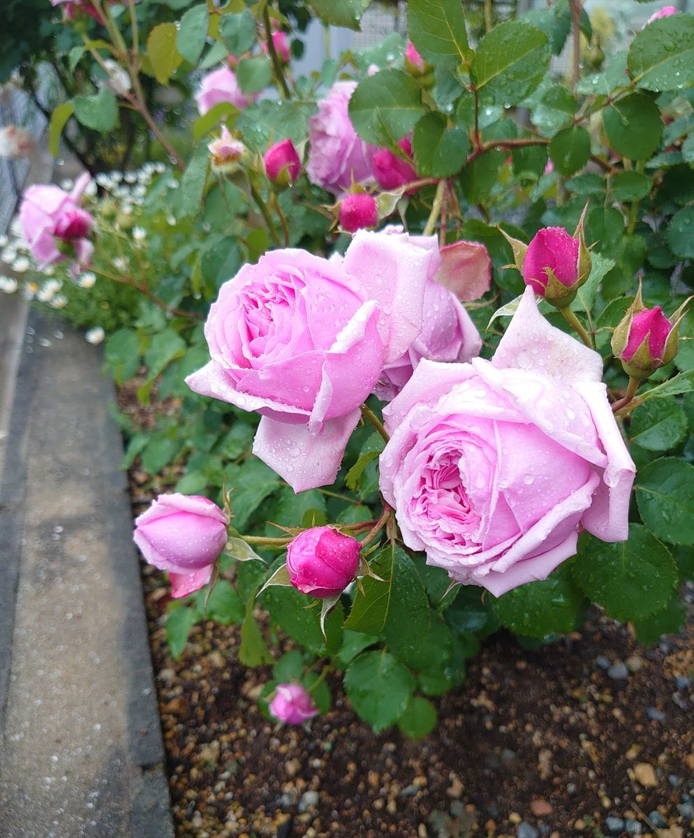 連休の間に風や雨で傷んだけど頑張って咲いてる薔薇達🌹