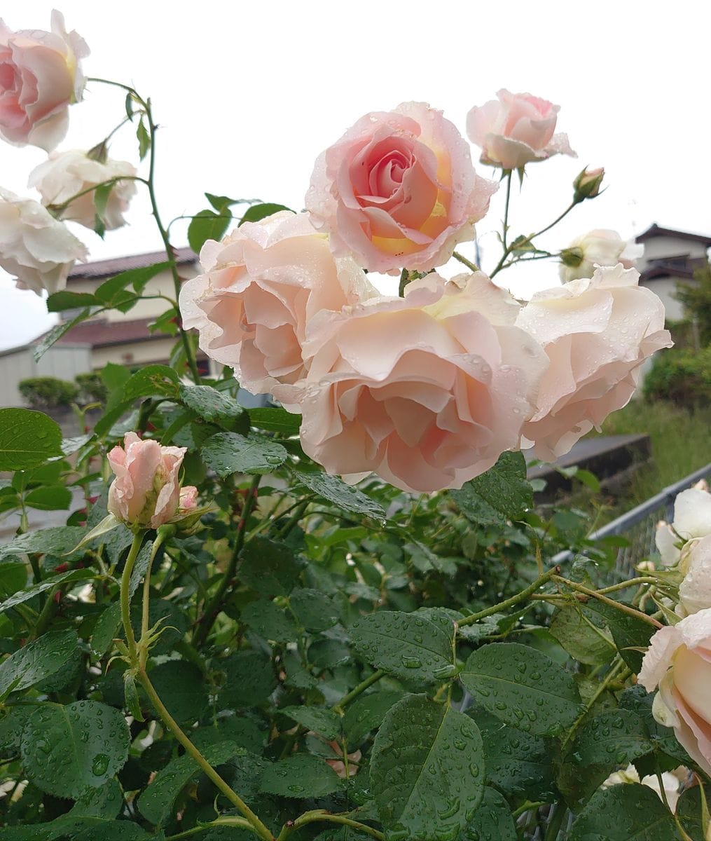 連休の間に風や雨で傷んだけど頑張って咲いてる薔薇達🌹