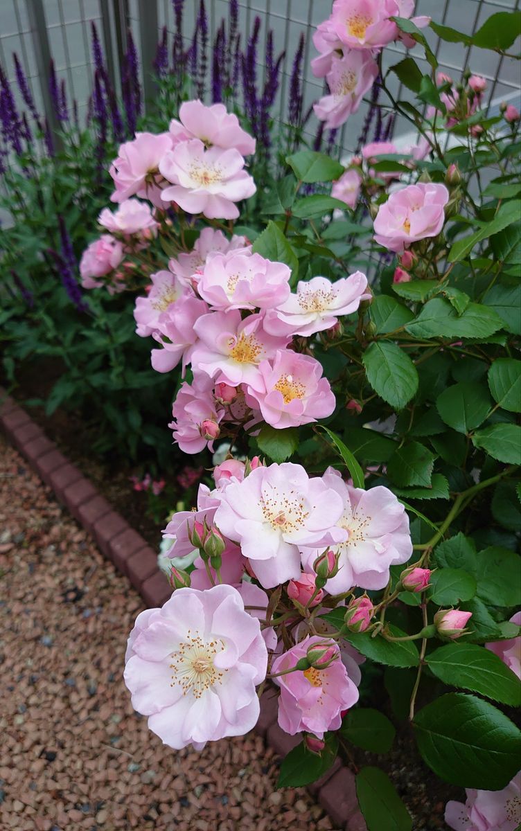 連休の間に風や雨で傷んだけど頑張って咲いてる薔薇達🌹