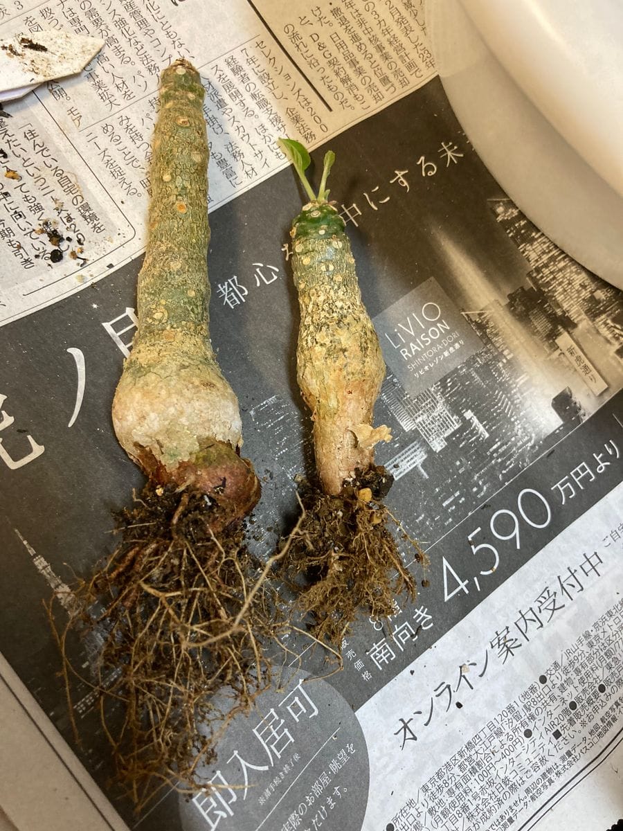 フォエチダ様と2号の植え替え