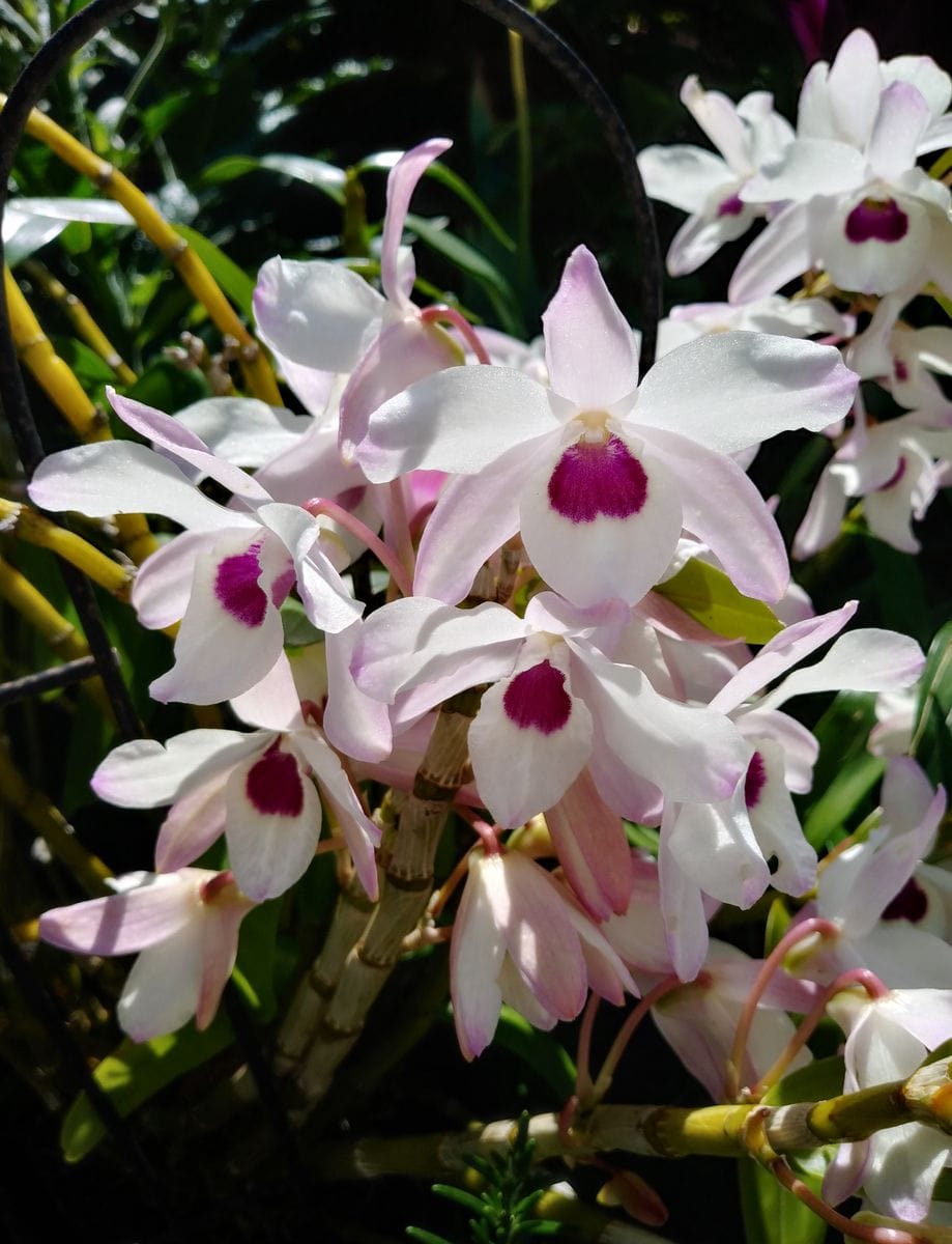 デンドロビウム！綺麗に開花しております。