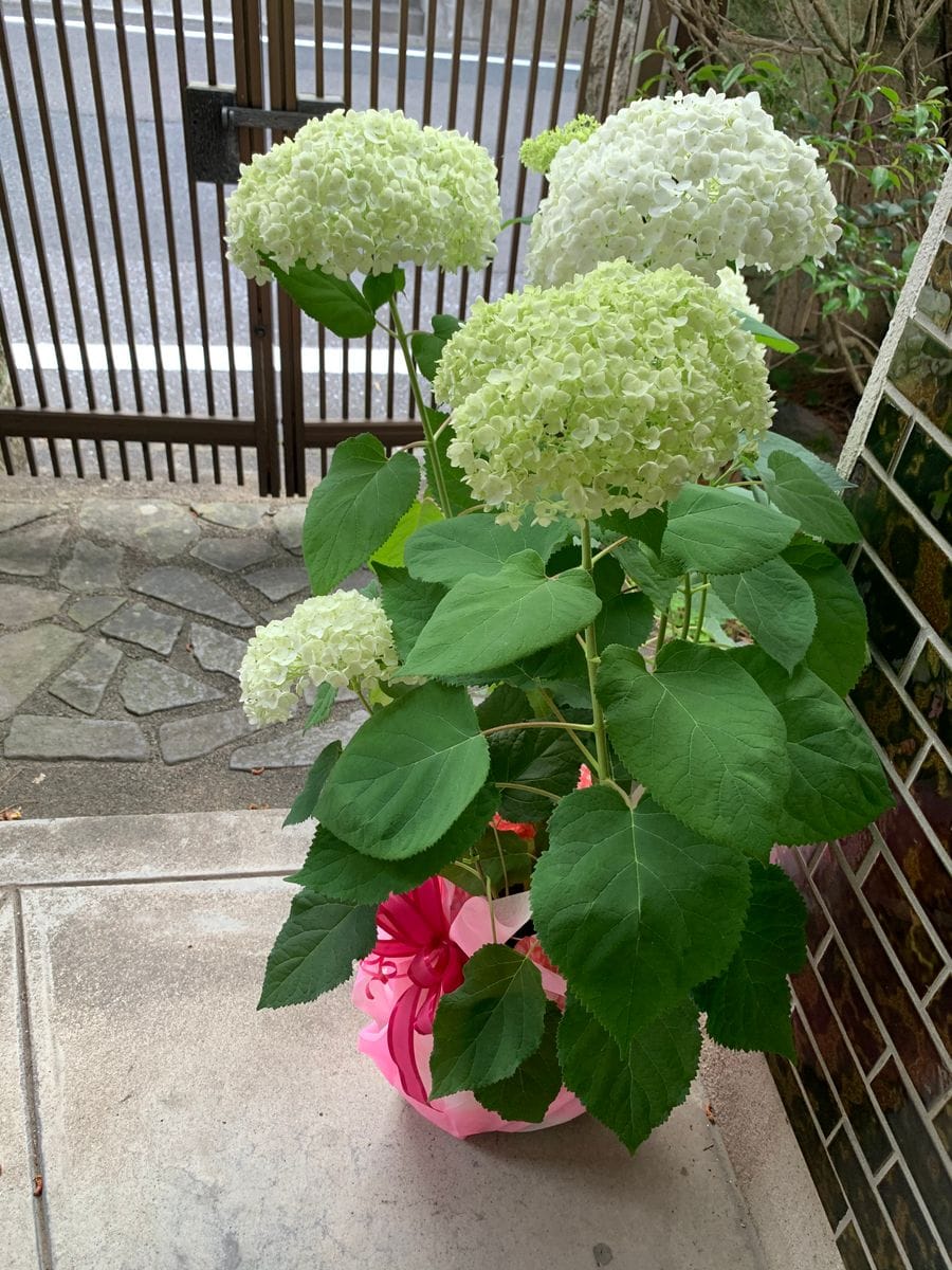 いただいたお花💖