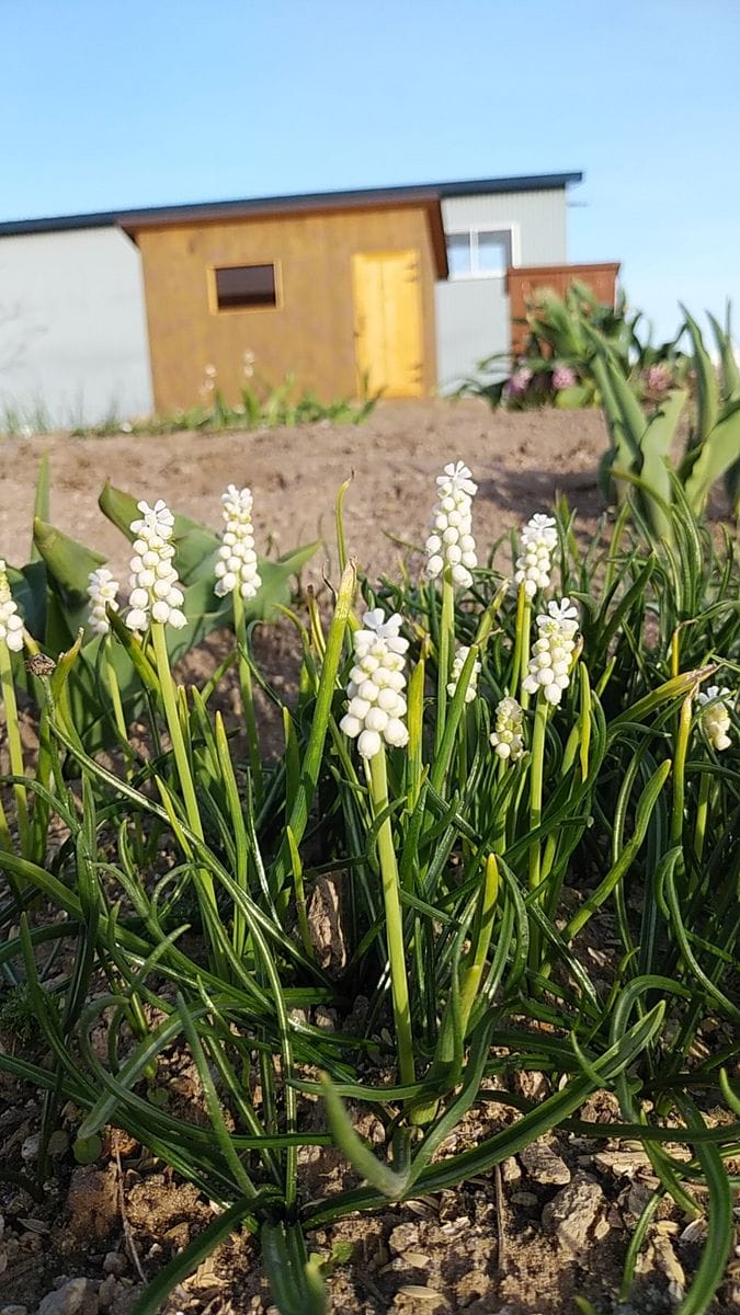 春のお花をお家にも💕