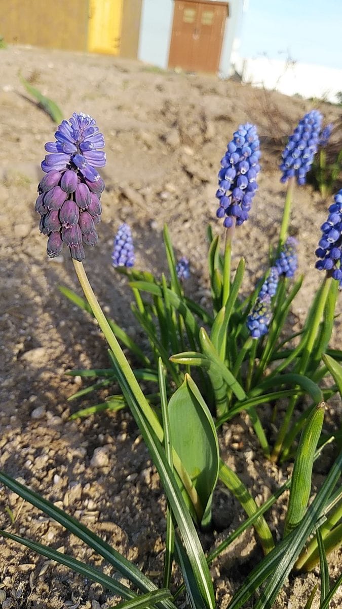 春のお花をお家にも💕