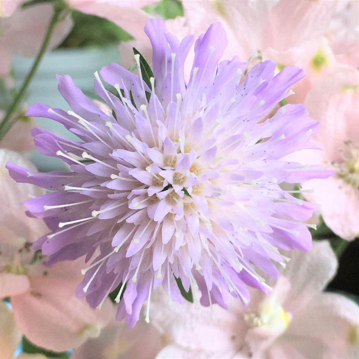  クナウティアの花