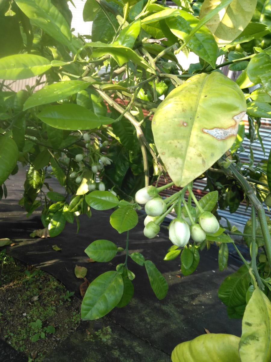 柑橘類の花　その14