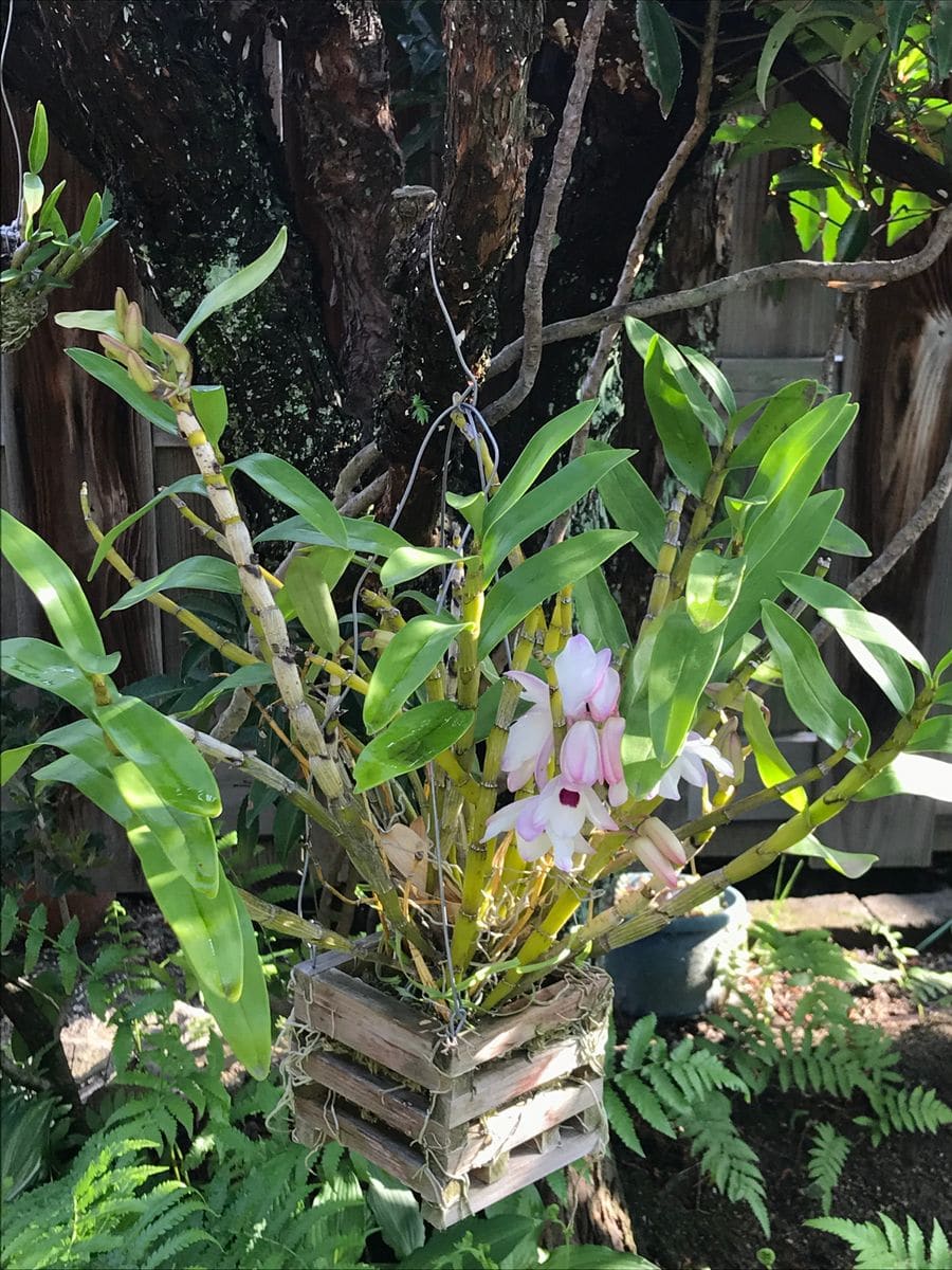 カシオープ・シギ 花盛り