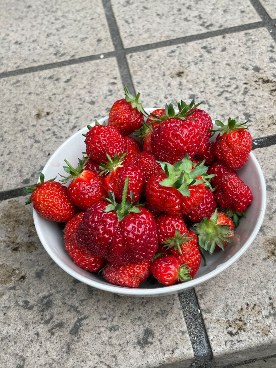 いちご🍓の初収穫です