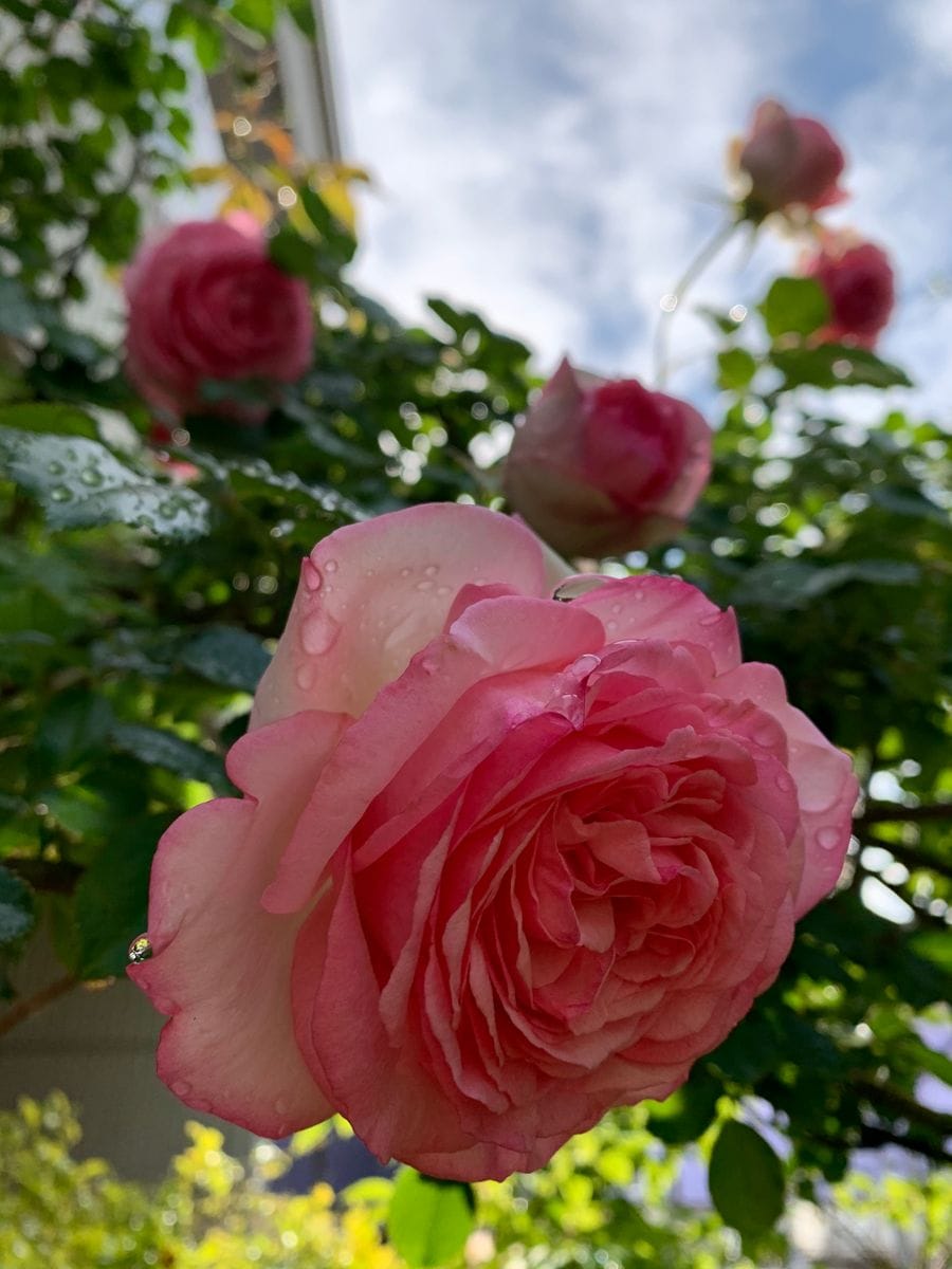 日の当たり方で花の濃さがちがいます🌹