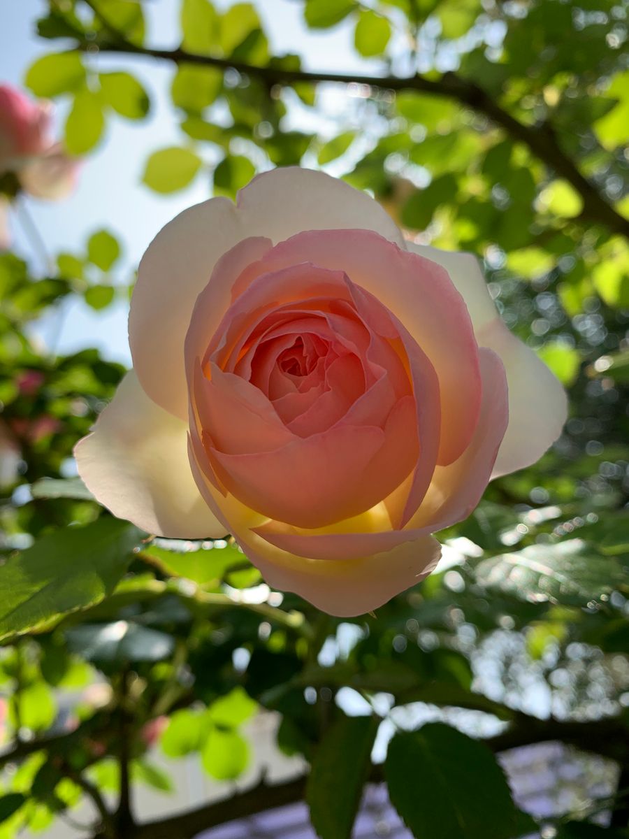 日の当たり方で花の濃さがちがいます🌹