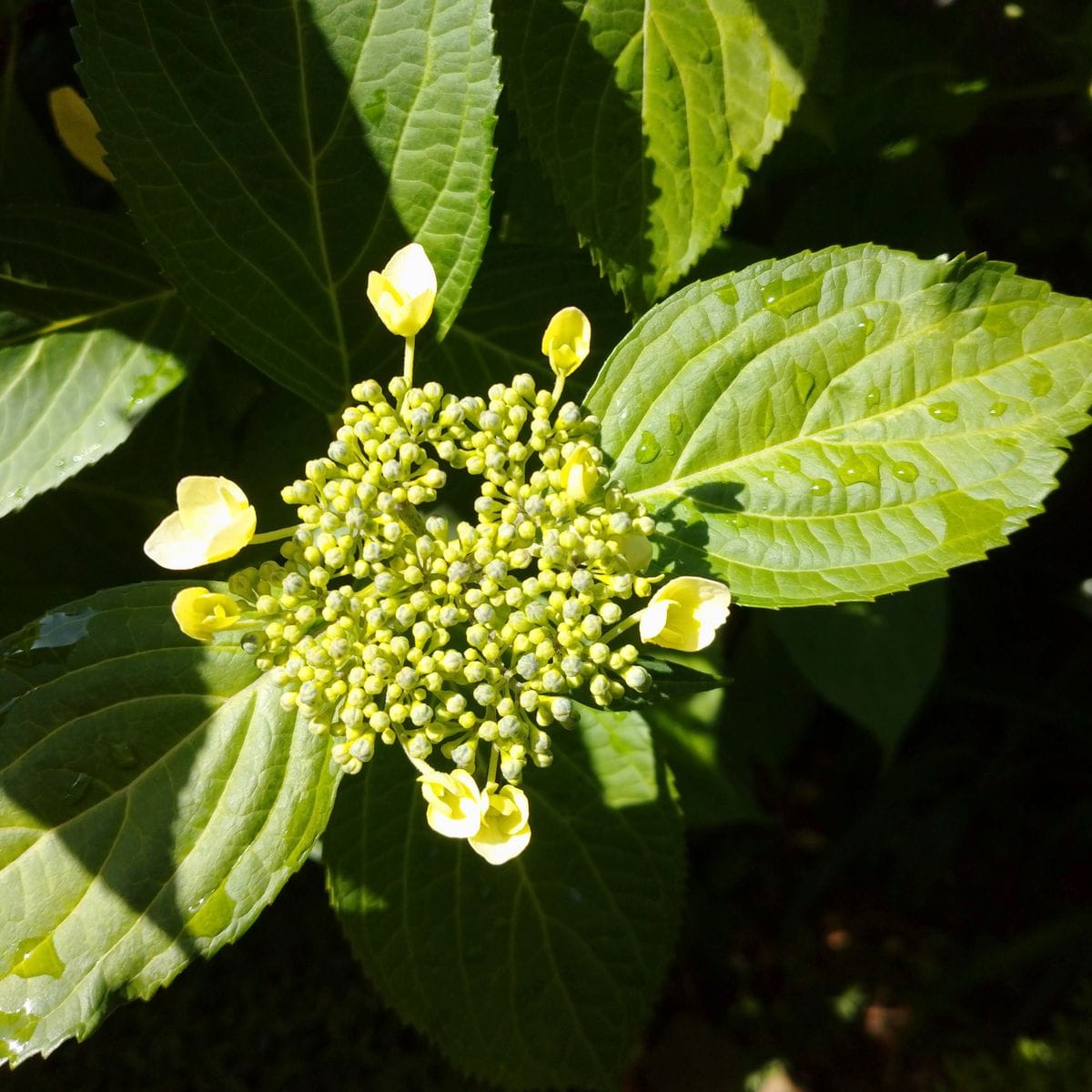 ユキノシタ(花)、杉盆栽とガクアジサイ