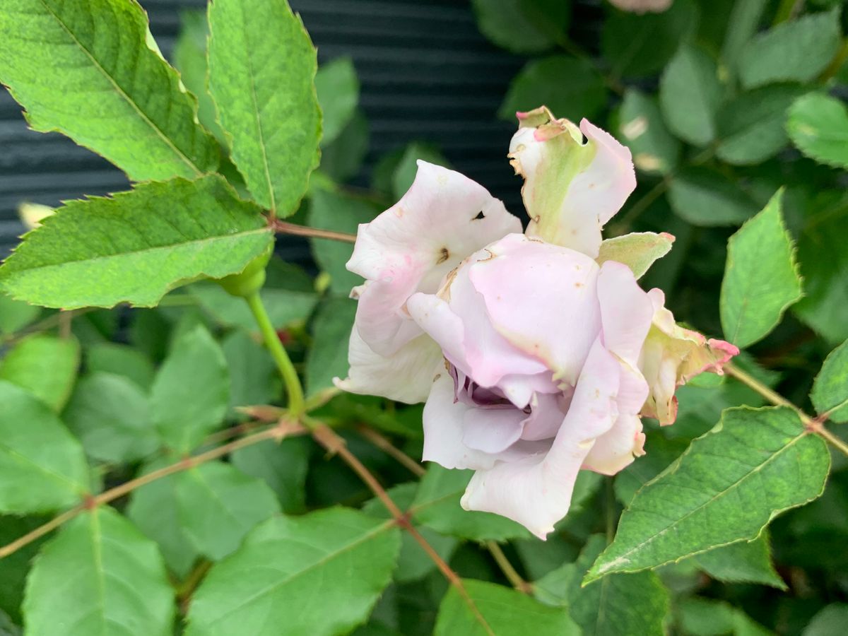 晴れた騒がしいお花達(^_-)-☆