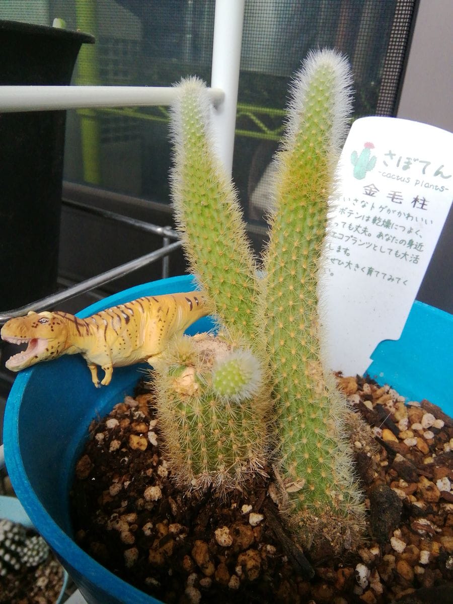 サボテン🌵