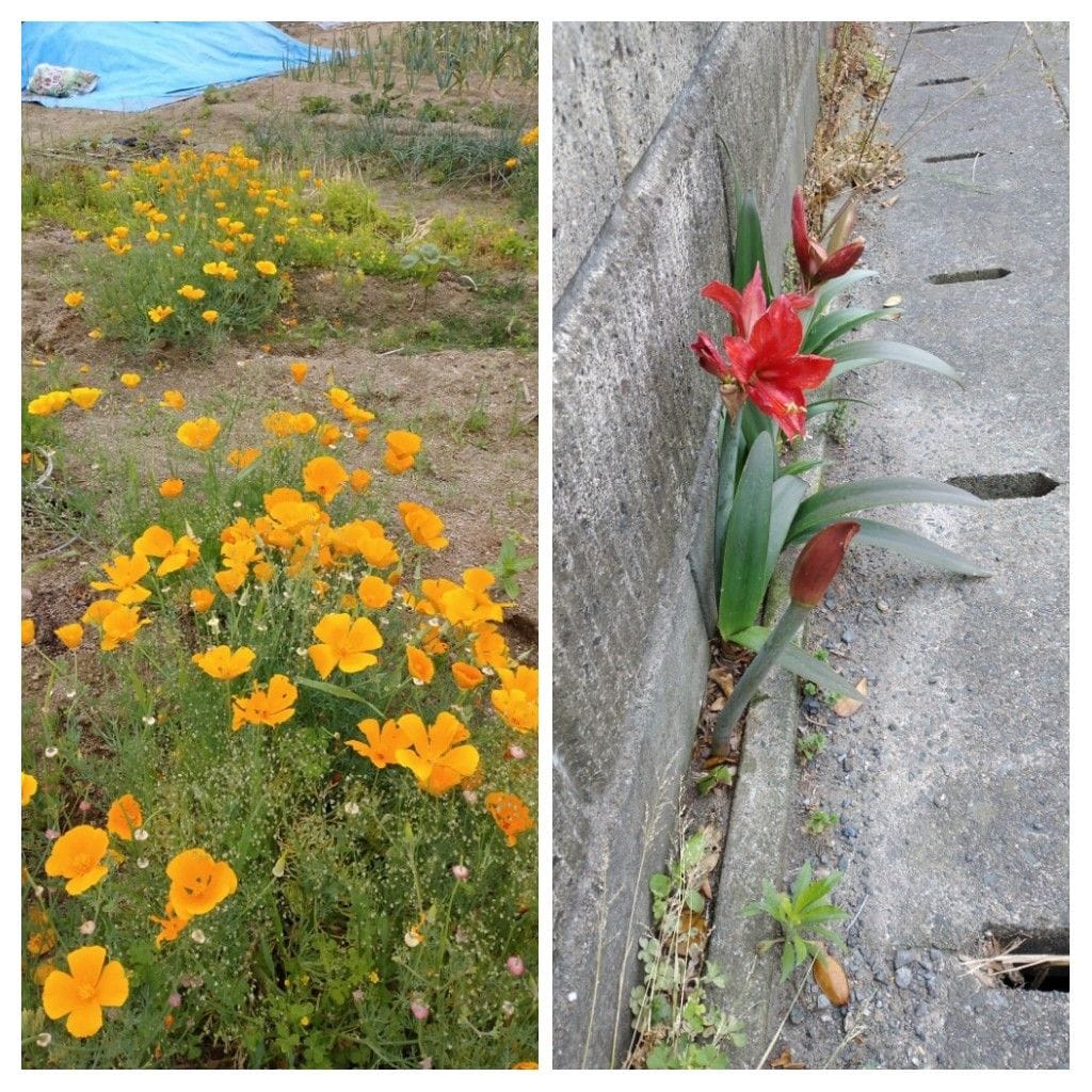 散歩道で見かけた花！