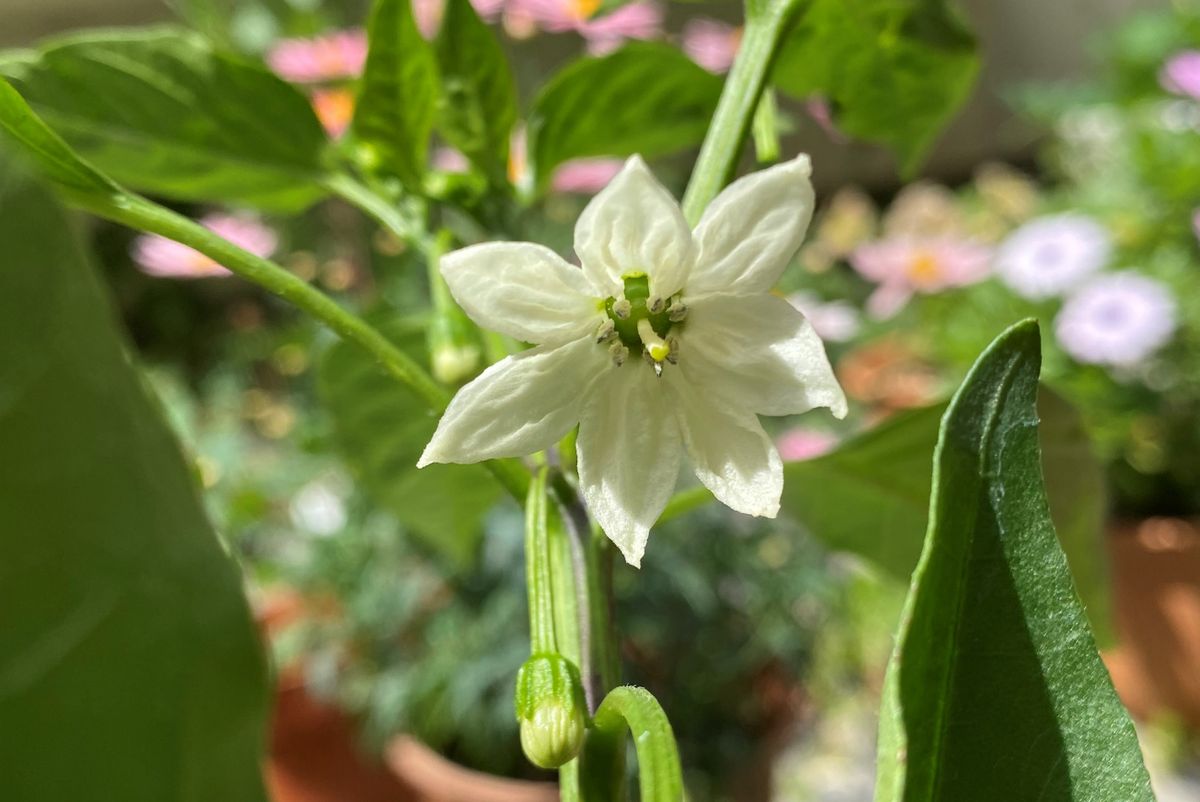 ししとうの一番花