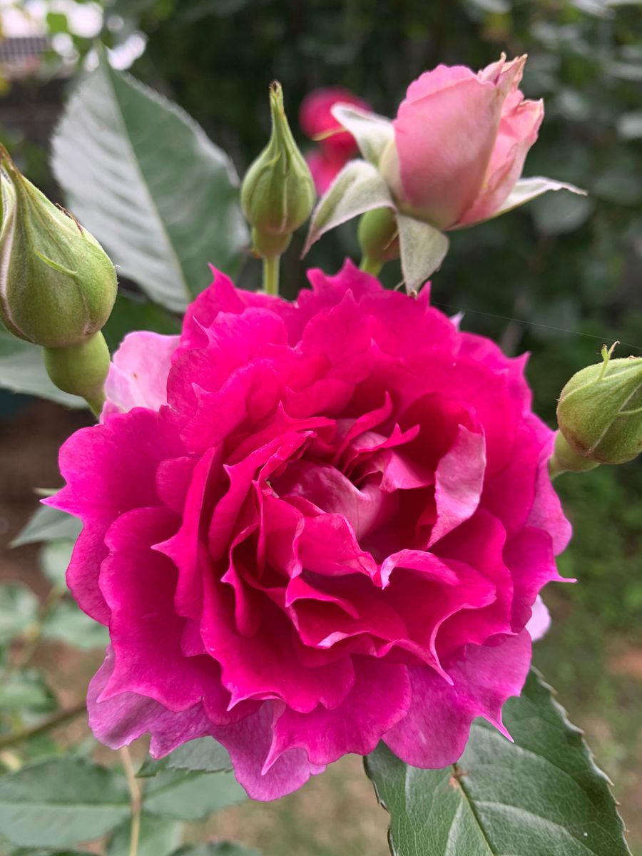 本日の開花🌹とっても良い香り