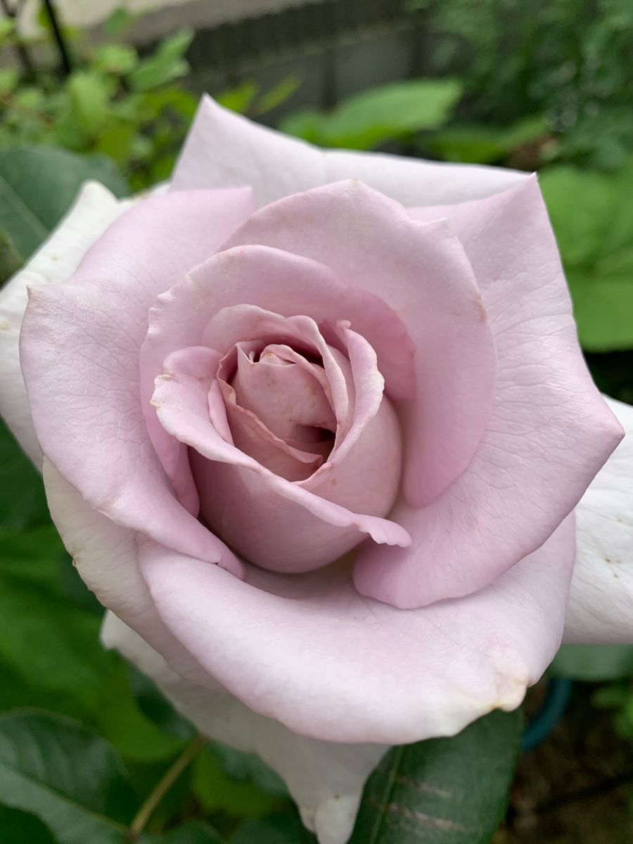 本日の開花🌹とっても良い香り