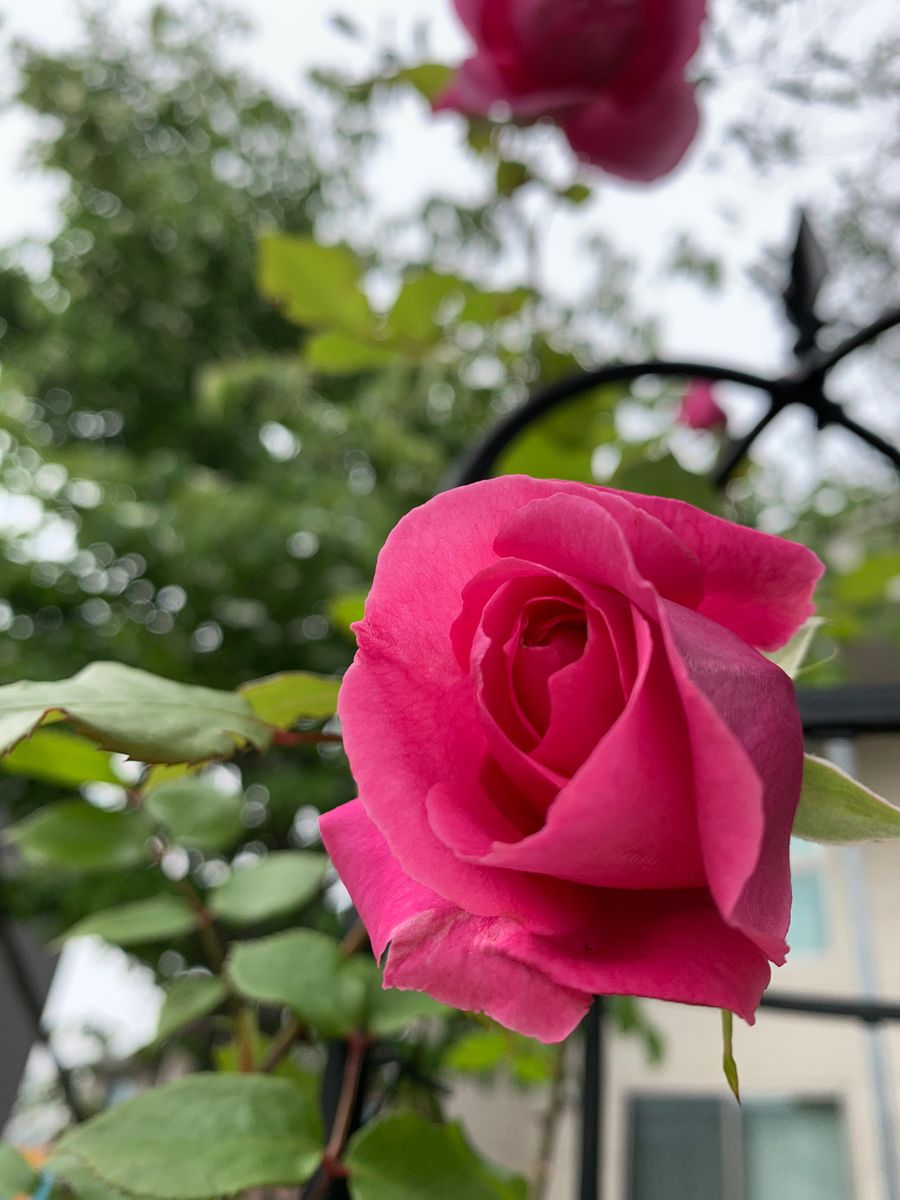 本日の開花🌹とっても良い香り