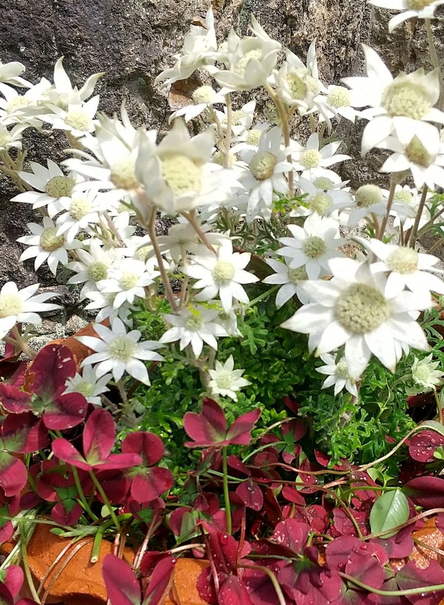庭に咲き出した白い花🎶🎶