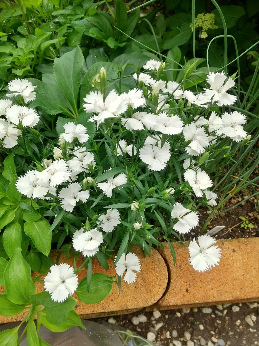 庭に咲き出した白い花🎶🎶