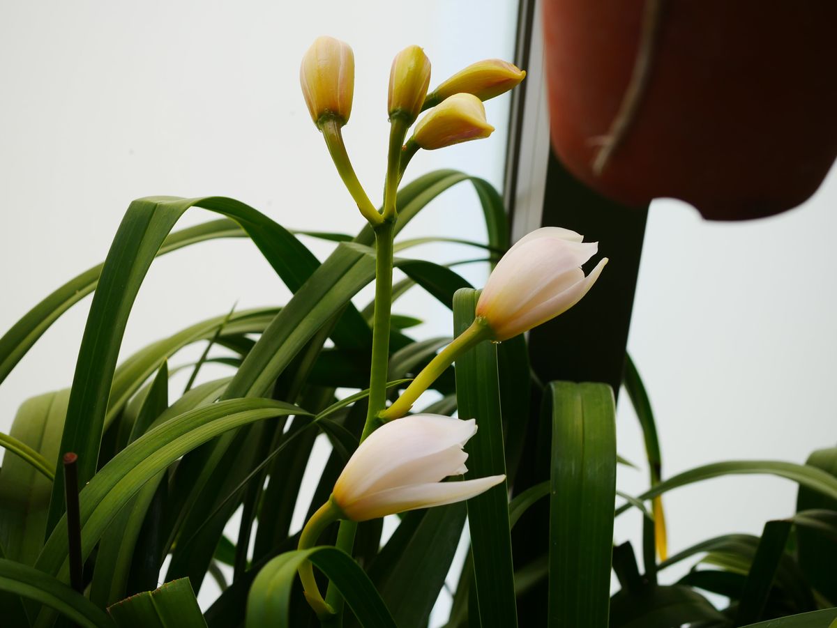 シンビジューム最後の花芽も開花開始