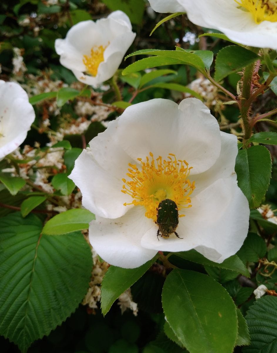 虫媒花。身体に花粉をいっぱい付けて蜜を吸っておりました。