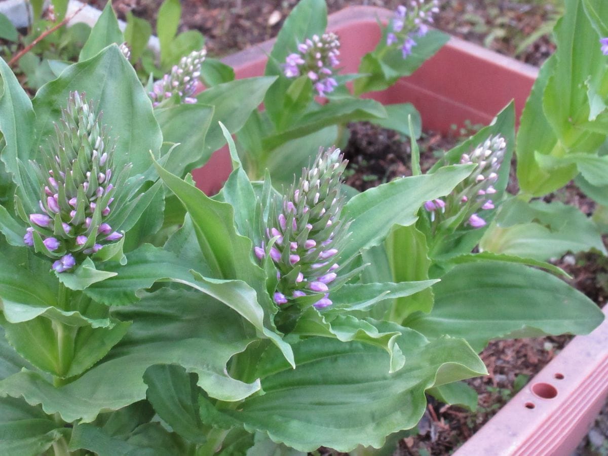 ノビネチドリ（山野草）の5月9日の様子です