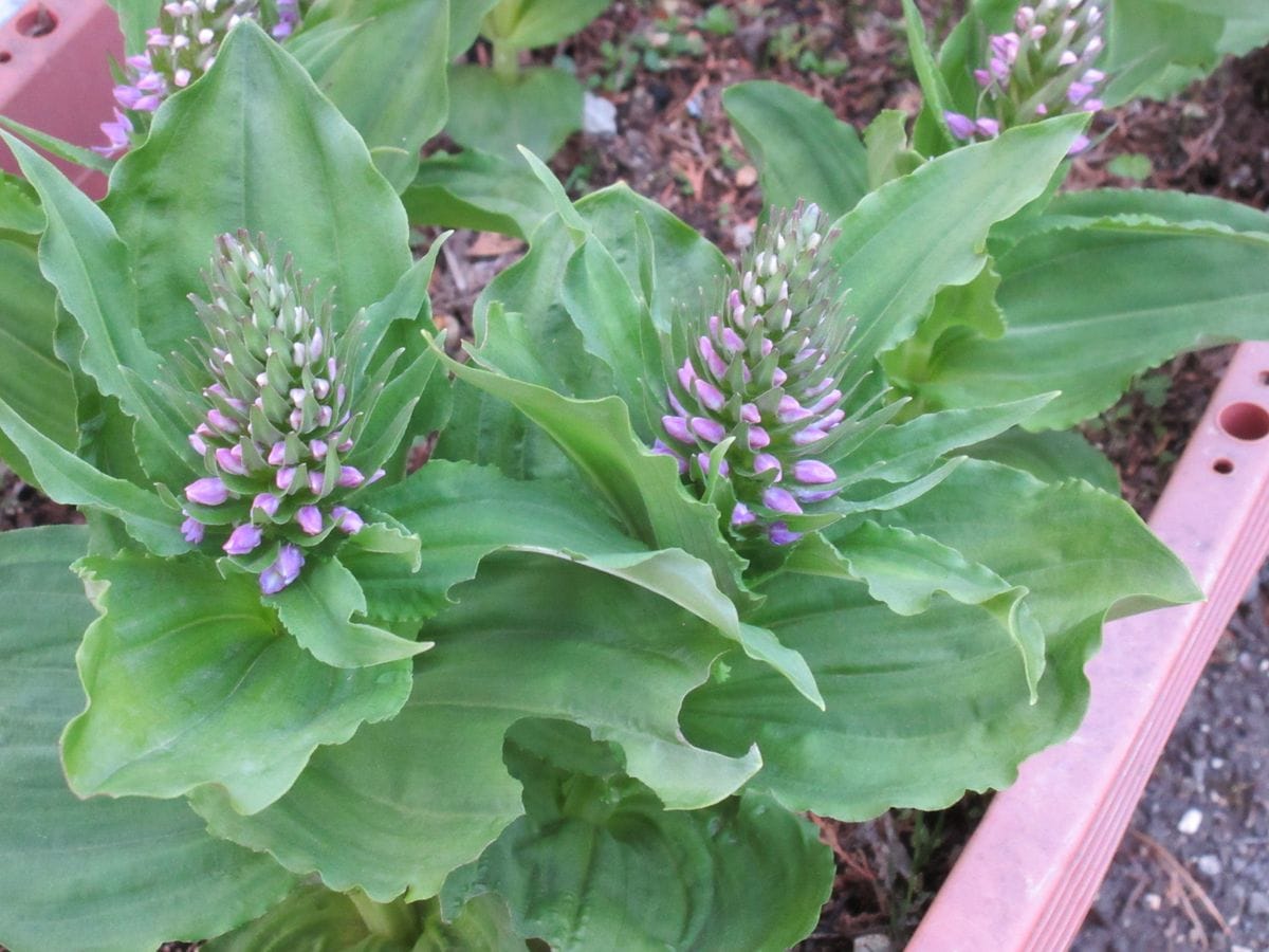 ノビネチドリ（山野草）の5月9日の様子です