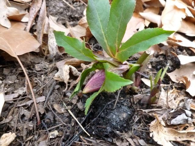 春一番？古い種の発芽率チェック