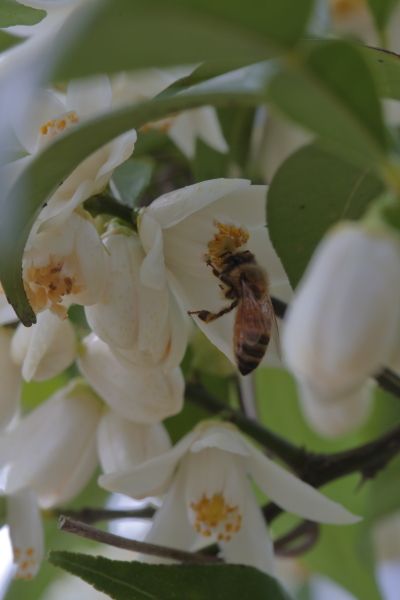 閲覧注意：ユズの花なんだけど昆虫の嫌いな人は見ないですね