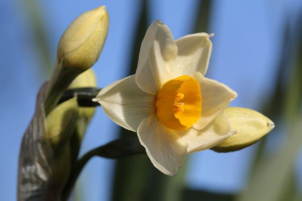 開花し始めたニホンズイセン