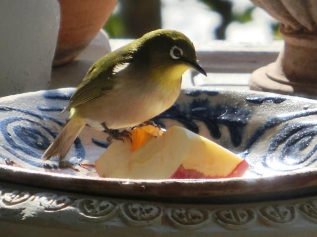 さようなら、メジロちゃん