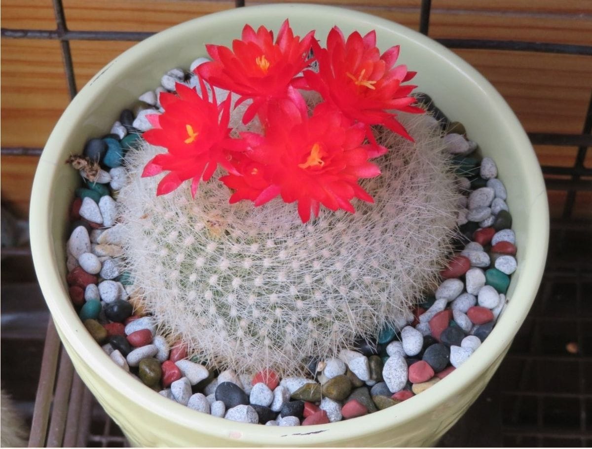 🌵サボテンの花🌵その4