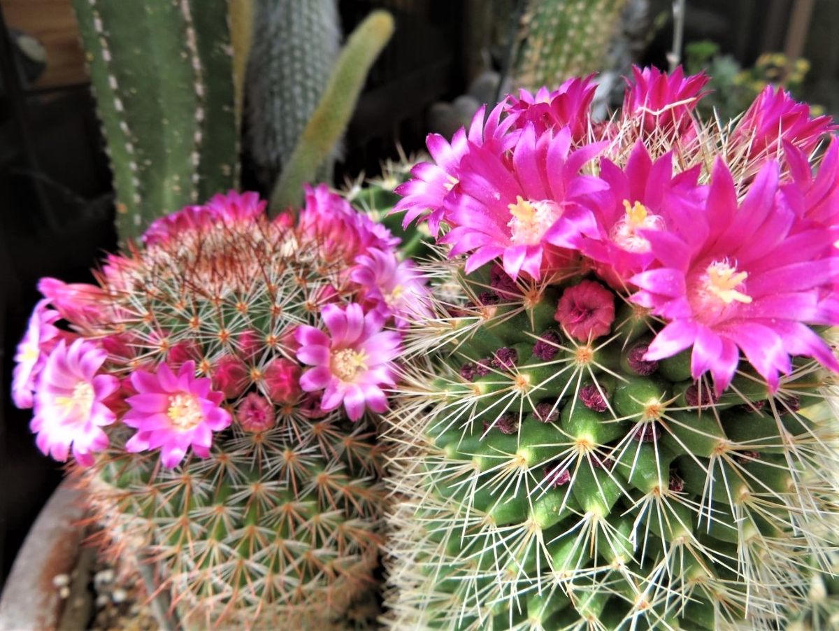 🌵サボテンの花🌵その4