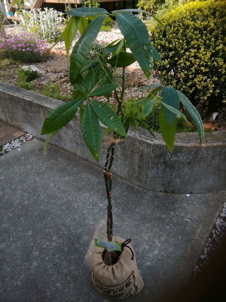 ナスタチウムの芽が出ました❗