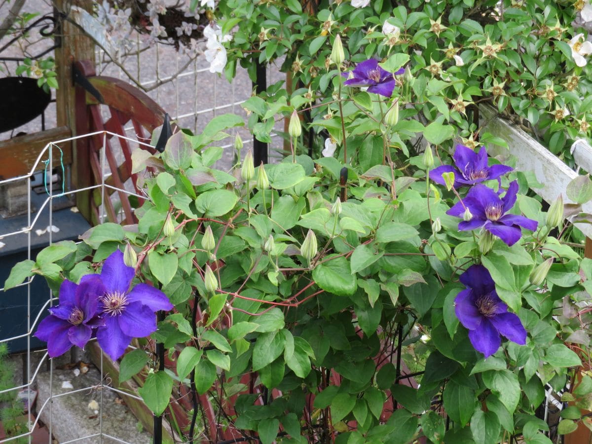 クレマチスが沢山の花を付けました。