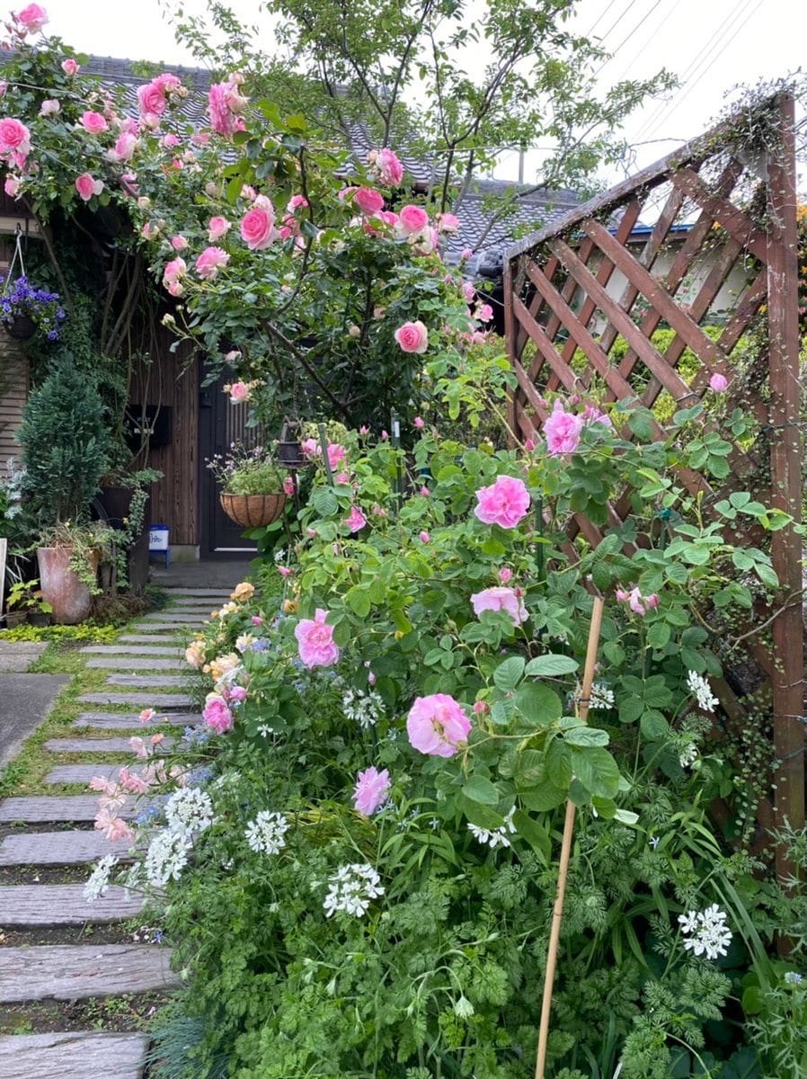 つるバラの開花