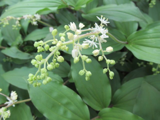 山野草　ユキザサ