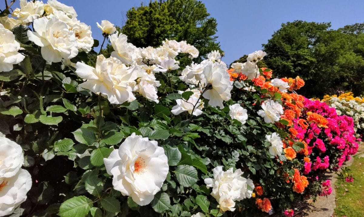 大船フラワーセンターの薔薇🌹⑤