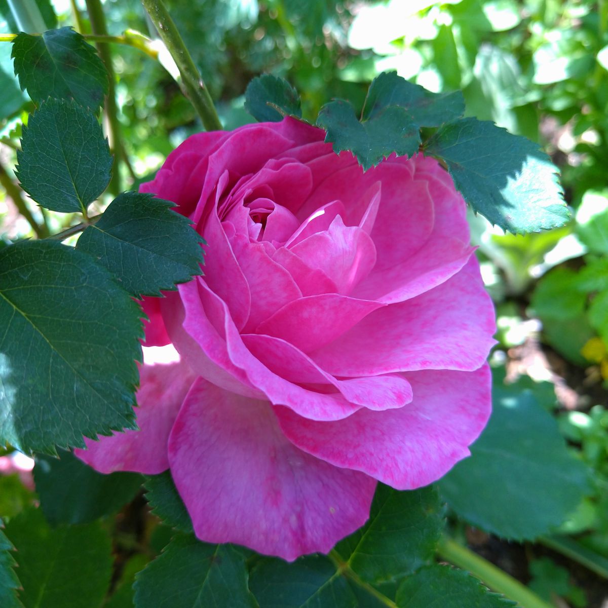 🌹今日いち押しの薔薇さん🌹⑭