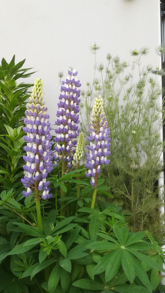 我が家の花❇️今日の様子