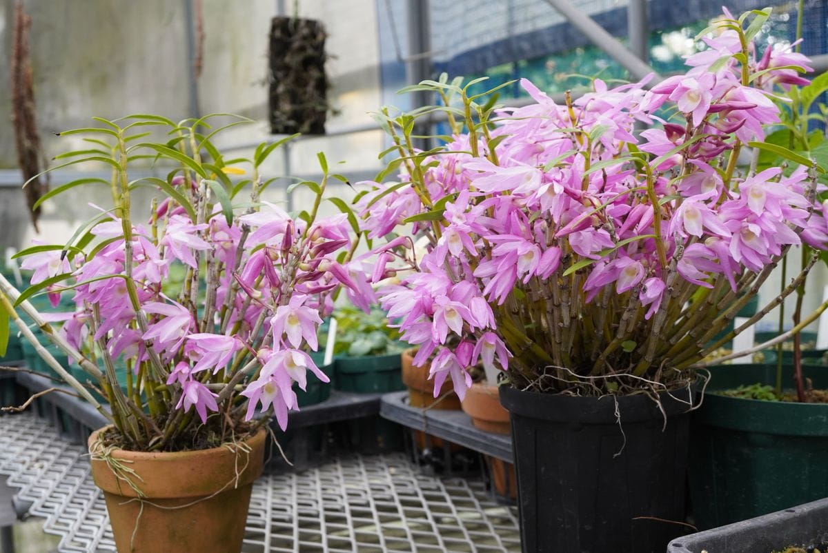 鉢植えのセッコク