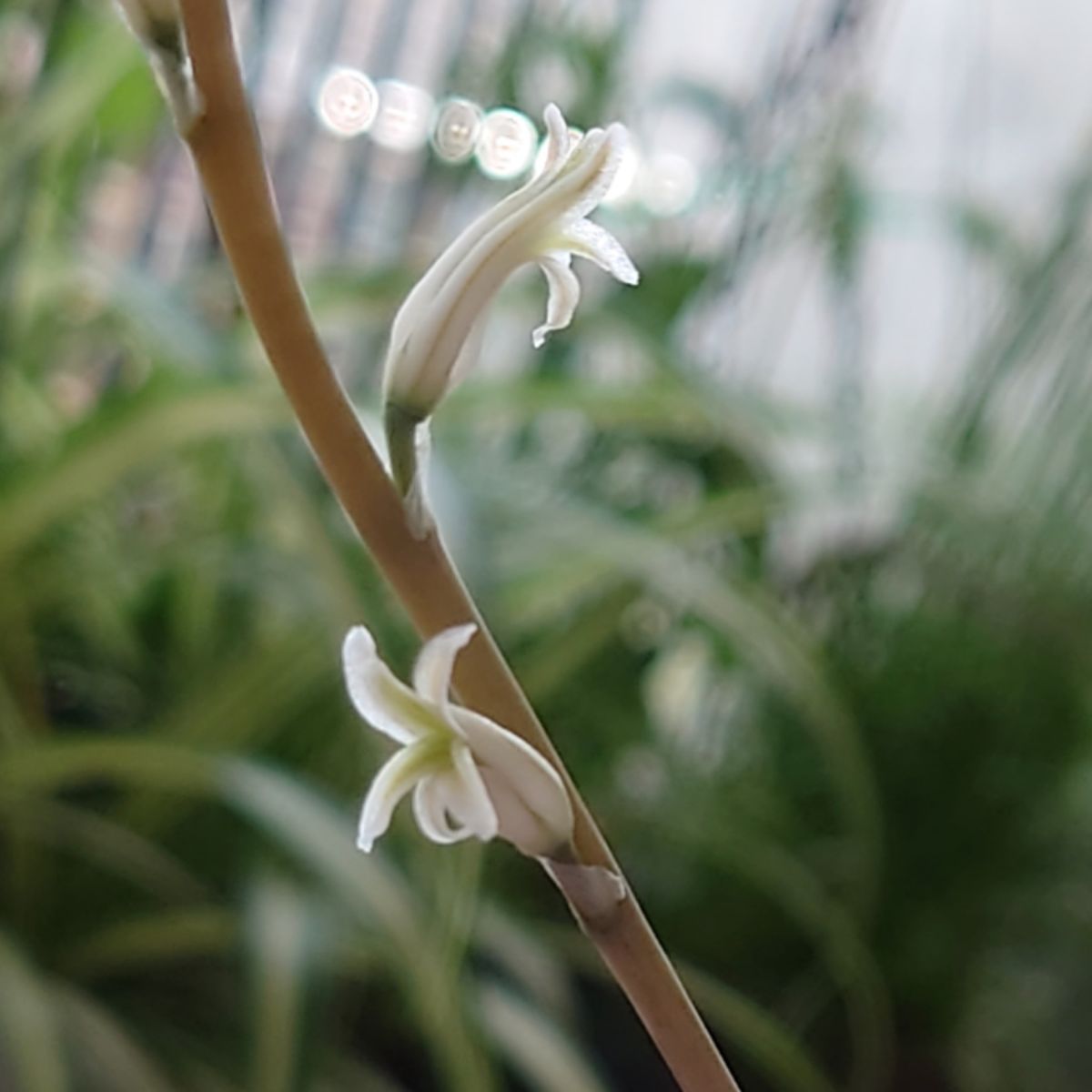 初花開花💖💖💖