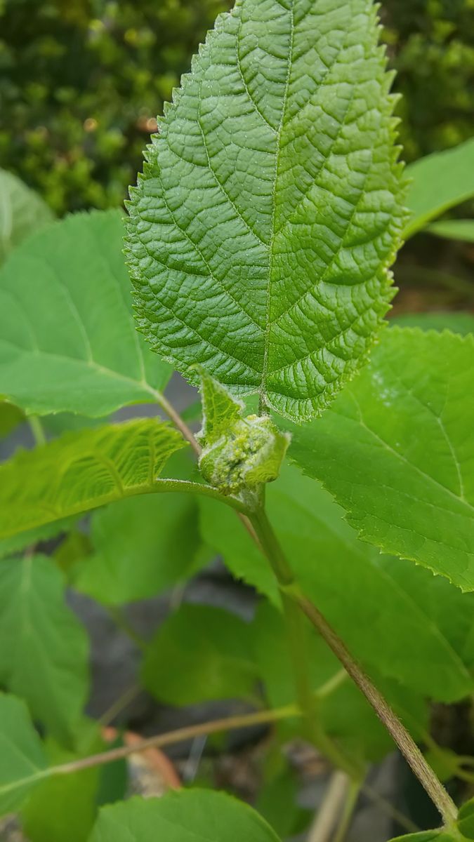 アジサイのこの頃  ～  5月9日