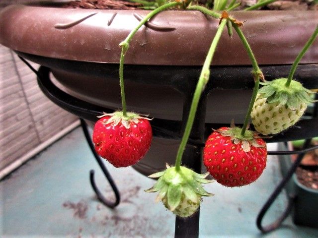 🍓が赤くなった