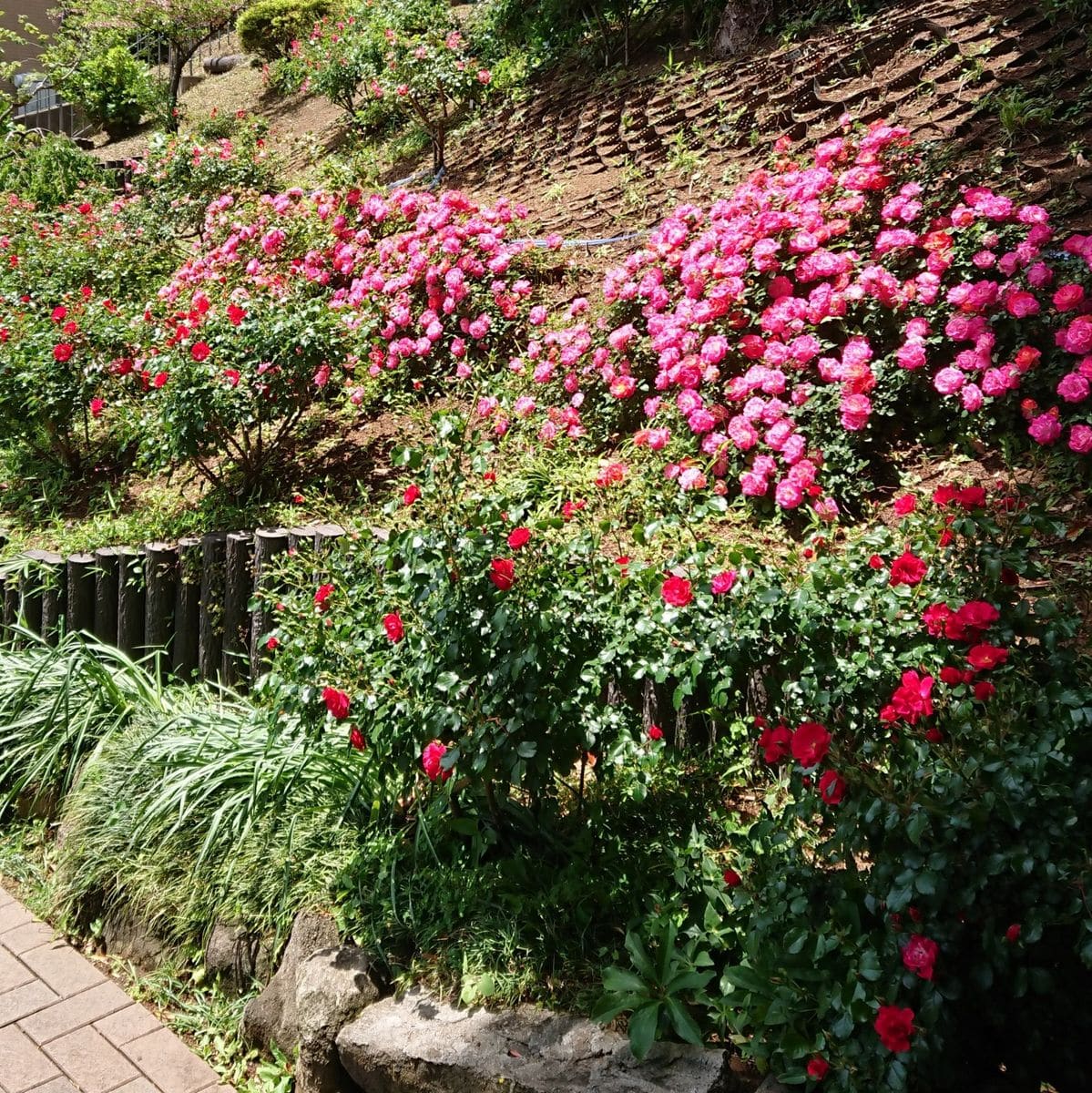 花便り・・・山手イタリア山庭園